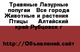 Травяные Лазурные попугаи - Все города Животные и растения » Птицы   . Алтайский край,Рубцовск г.